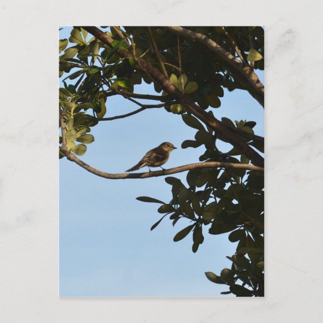 Postal Mosquitero común (Anverso)