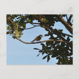 Postal Mosquitero común