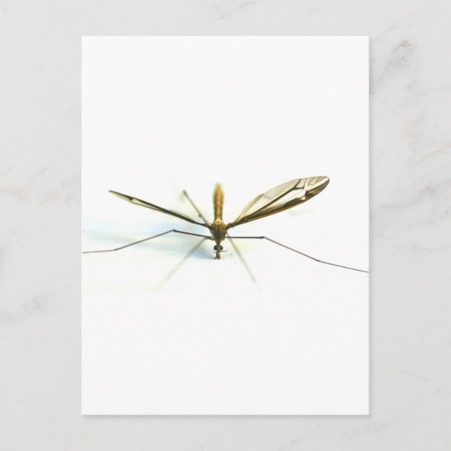 Postal mosquito (Anverso)