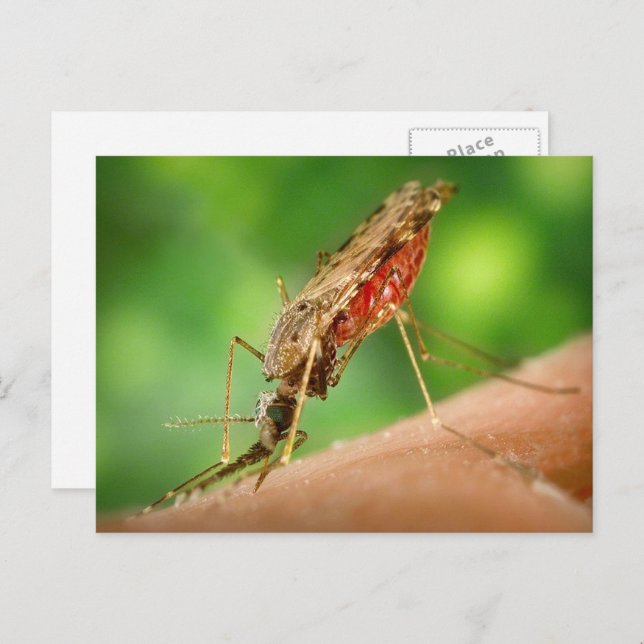 Postal Mosquito Full of Blood Postcard (Anverso / Reverso)