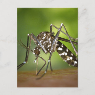Postal Mosquito tigre