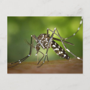 Postal Mosquito tigre