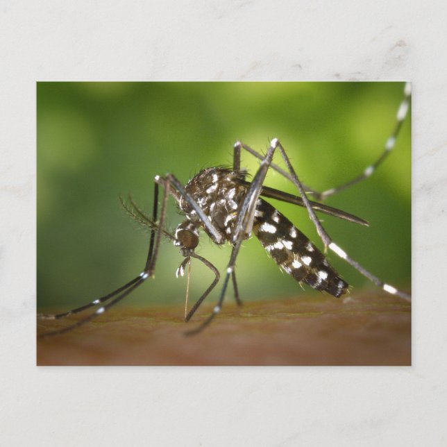 Postal Mosquito tigre (Anverso)