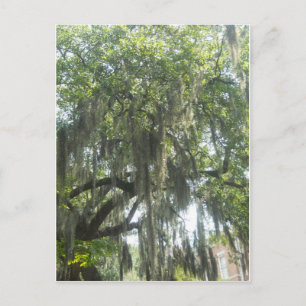 Postal Moss españoles Savannah Georgia