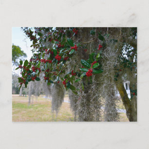 Postal Moss españoles y holly estadounidense