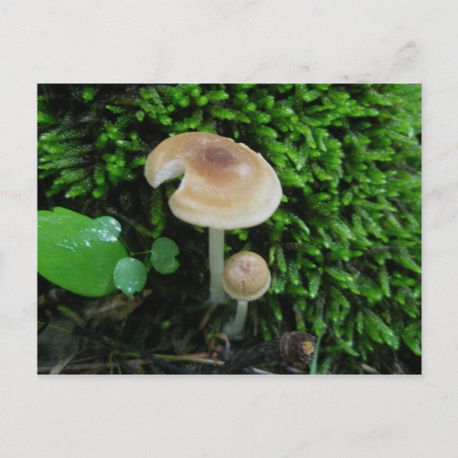 Postal Moss Mshrooms (Anverso)