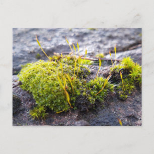 Postal Mosses, despertar de primavera