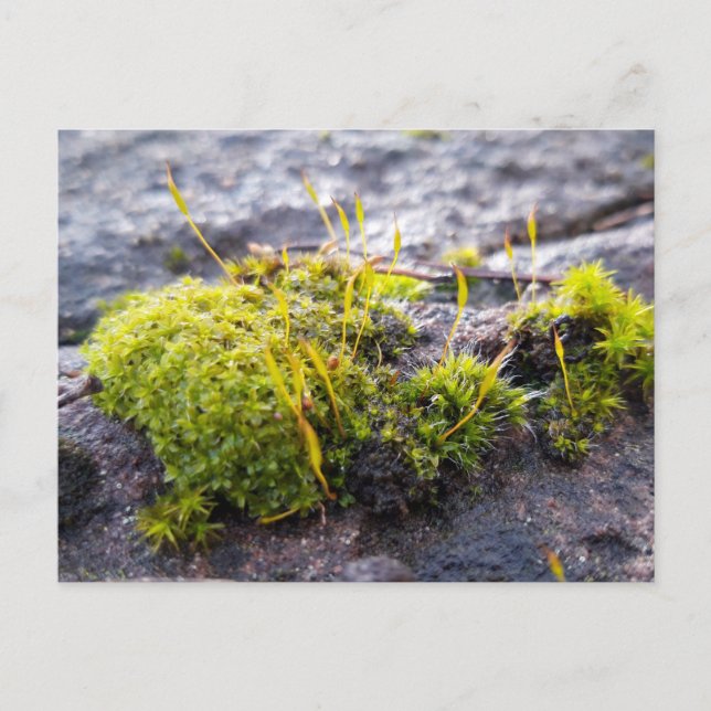 Postal Mosses, despertar de primavera (Anverso)