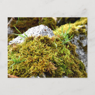 Postal Mosses, despertar de primavera