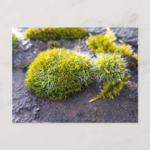 Postal Mosses, despertar de primavera