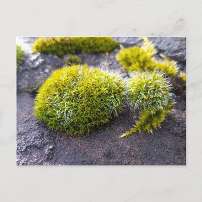 Postal Mosses, despertar de primavera (Anverso)