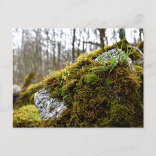 Postal Mosses, despertar de primavera