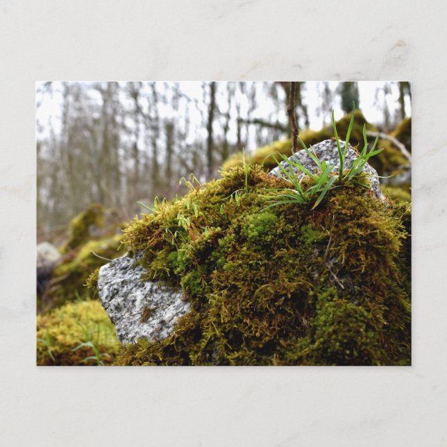 Postal Mosses, despertar de primavera (Anverso)