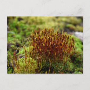 Postal Mosses, despertar de primavera