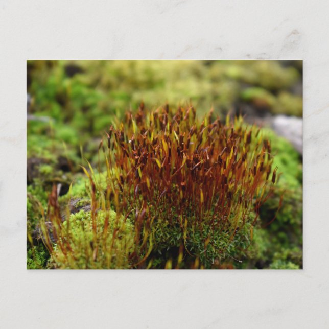 Postal Mosses, despertar de primavera (Anverso)