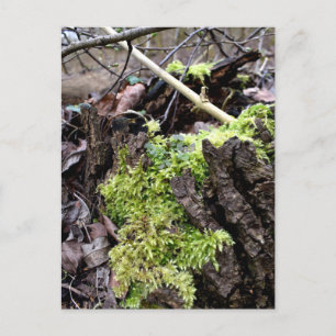 Postal Mosses, despertar de primavera