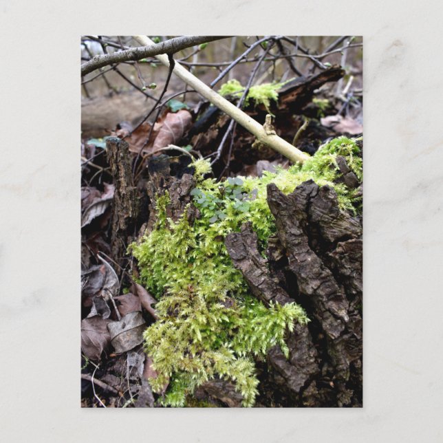 Postal Mosses, despertar de primavera (Anverso)