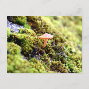 Postal Mossos y licores con hongos diminutos