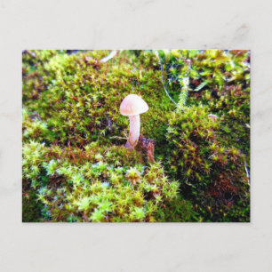 Postal Mossos y licores con hongos diminutos