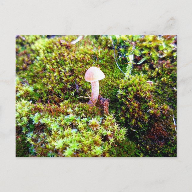Postal Mossos y licores con hongos diminutos (Anverso)