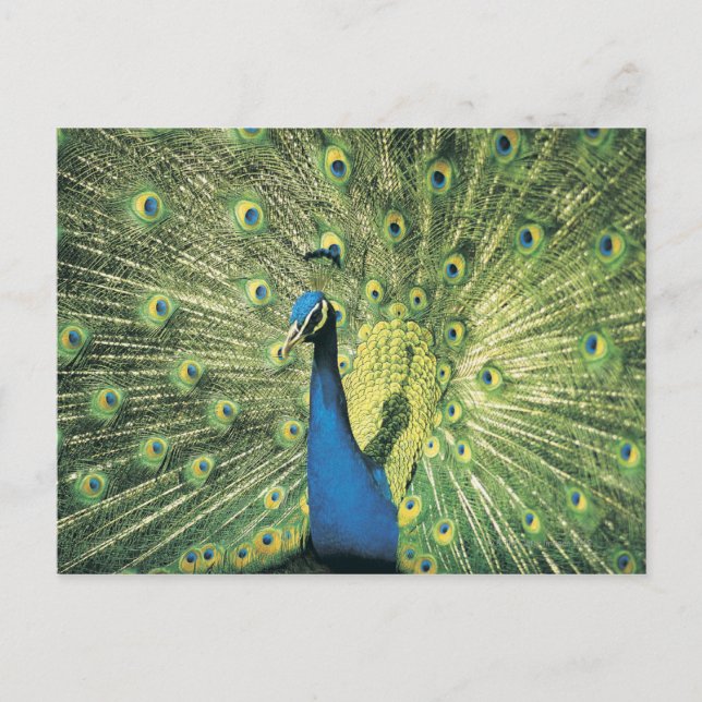 Postal Mostración de Peacock (Anverso)