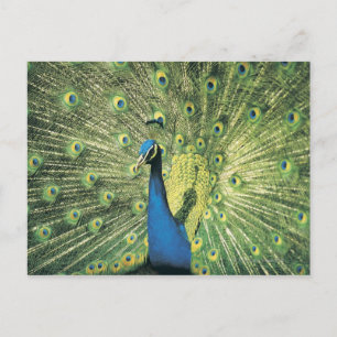 Postal Mostración de Peacock