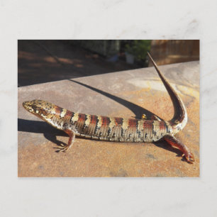 Postal ¿Mostrar bajo lagarto de la plaza del Rey de Arizo