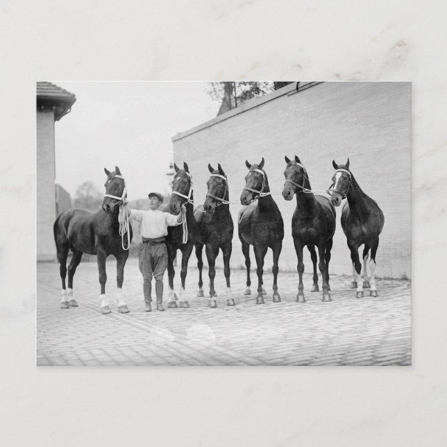 Postal Mostrar caballos, 1912 (Anverso)