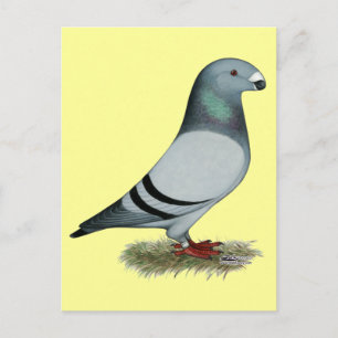 Postal Mostrar concepto de Racer