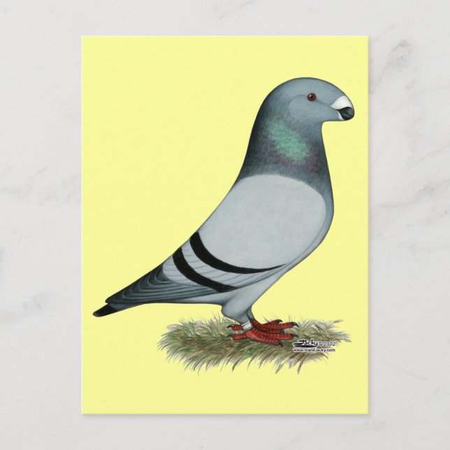 Postal Mostrar concepto de Racer (Anverso)