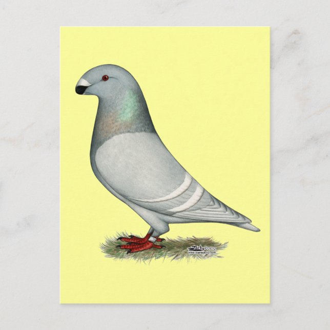 Postal Mostrar Hen de Concepto Racer (Anverso)