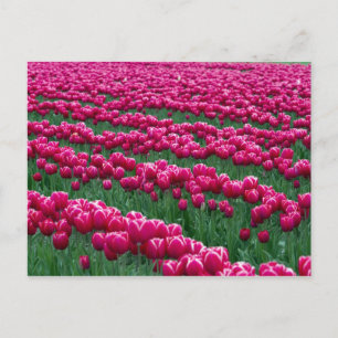 Postal Mostrar jardín de bulbos de tulipanes de floración