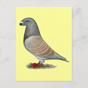 Postal Mostrar Opal Recesivo Racer