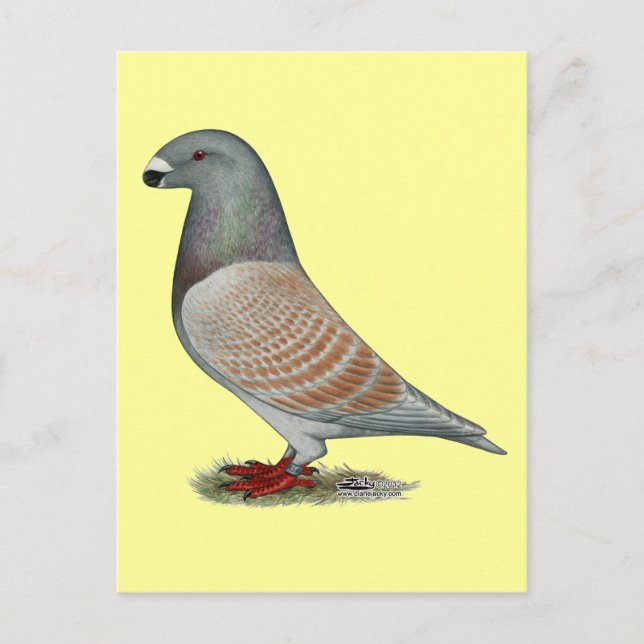 Postal Mostrar Opal Recesivo Racer (Anverso)