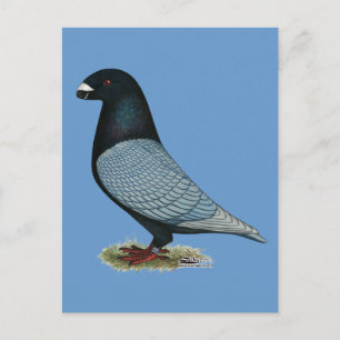 Postal Mostrar Racer Andaluz