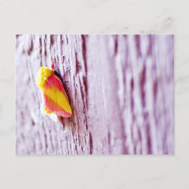 Postal Moth (Anverso)