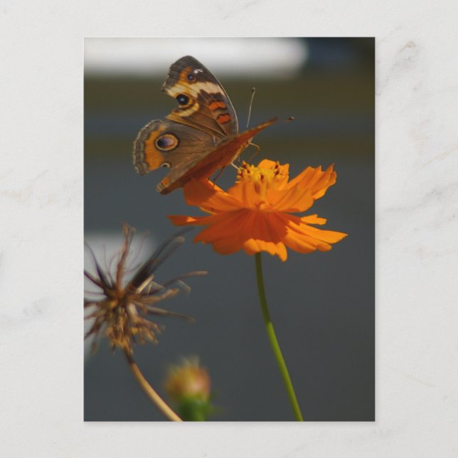 Postal Moth Coreopsis (Anverso)