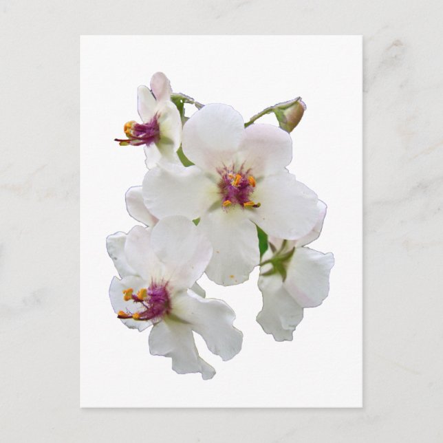 Postal Moth Mullein Wildflower (Anverso)