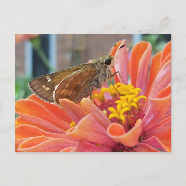 Postal Moth On Naranja Flower (Anverso)