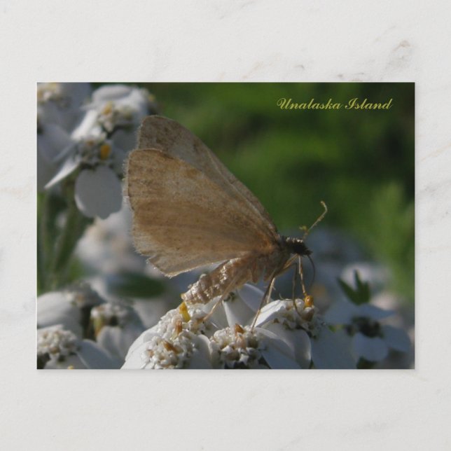 Postal Moth on Yarrow Flowers, isla Unalaska (Anverso)