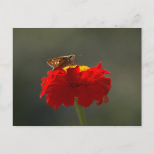 Postal Moth y la zinnia roja