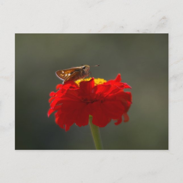Postal Moth y la zinnia roja (Anverso)