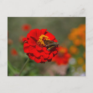 Postal Moth y la zinnia roja