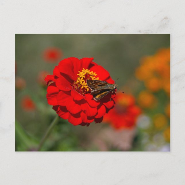 Postal Moth y la zinnia roja (Anverso)