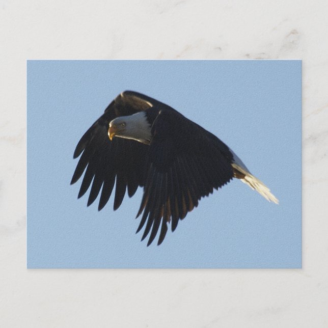 Postal Motivación de BALD EAGLE (Anverso)