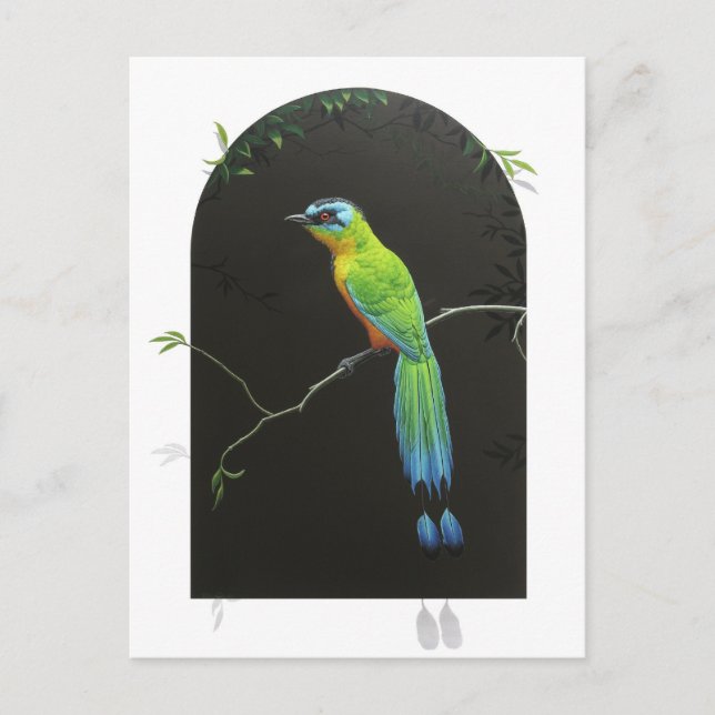 Postal Motmot de corona azul (Anverso)