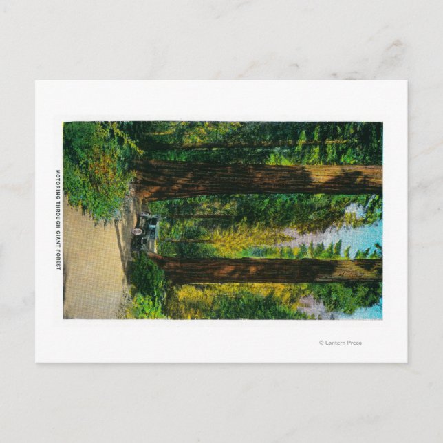 Postal Motores a través de bosques gigantes, secuoyas (Anverso)