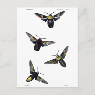 Postal Motos victorianos