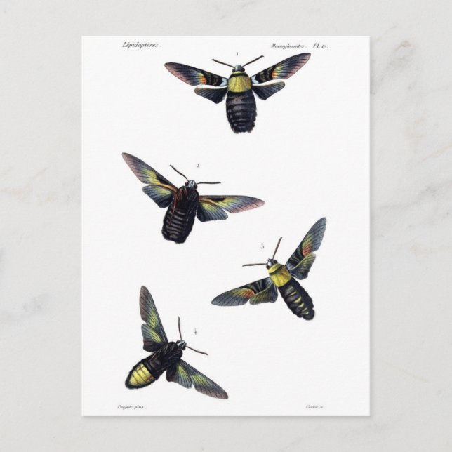 Postal Motos victorianos (Anverso)