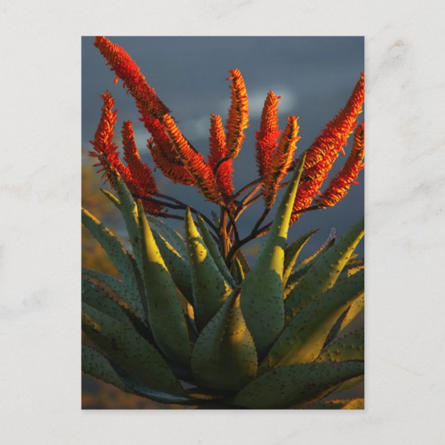 Postal Mountain Aloe (Aloe Marlothii Berger) (Anverso)